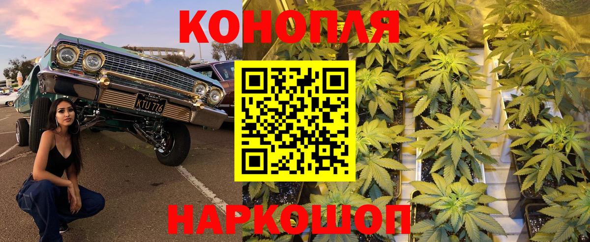 Конопля гибрид Казань